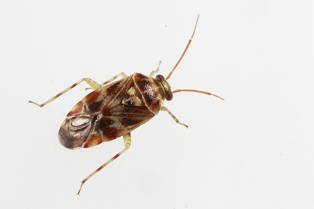 Detail Images Of Small Bugs Nomer 35