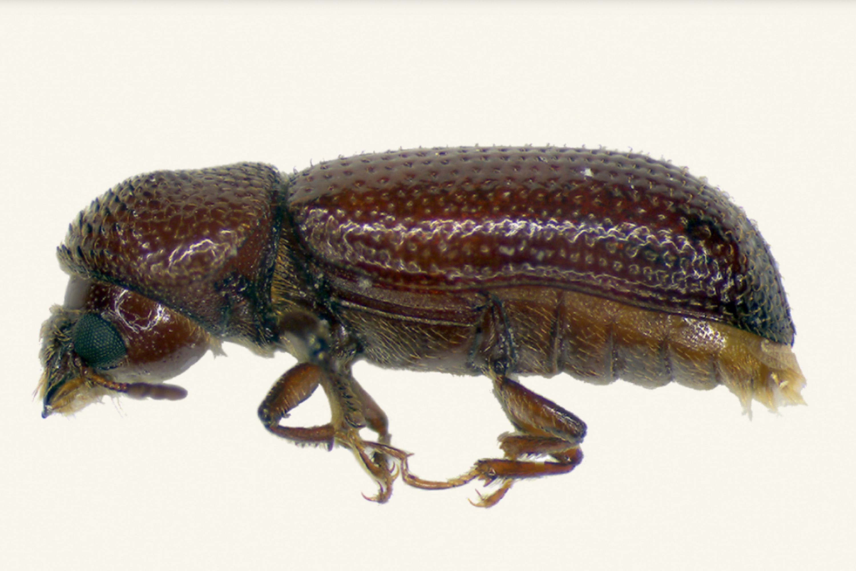 Detail Images Of Small Bugs Nomer 37