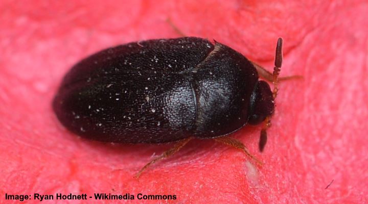 Detail Images Of Small Bugs Nomer 38