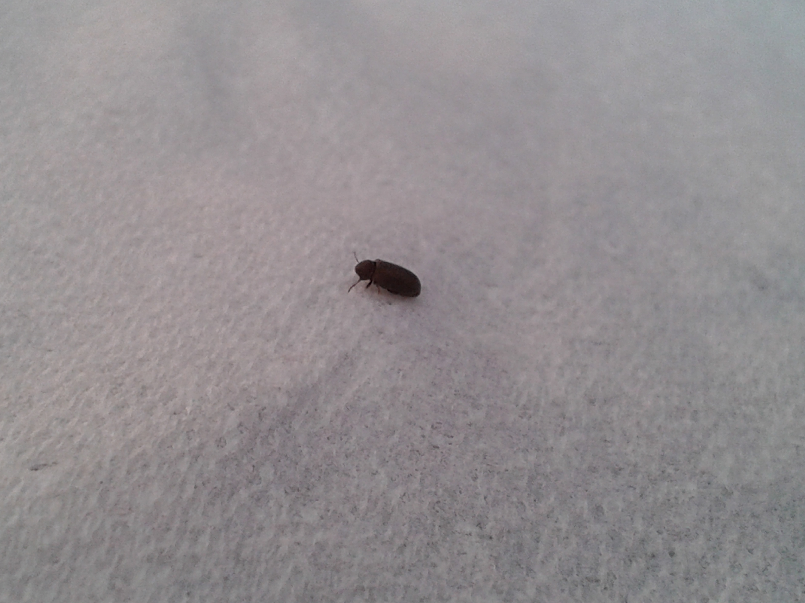 Detail Images Of Small Bugs Nomer 5