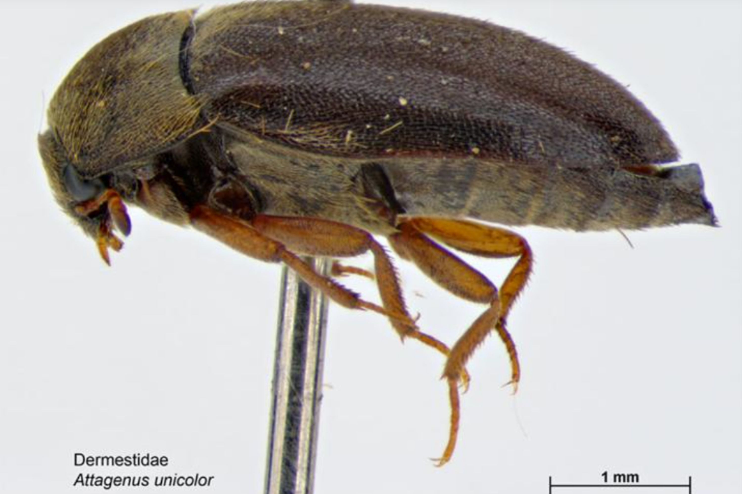 Detail Images Of Small Bugs Nomer 40