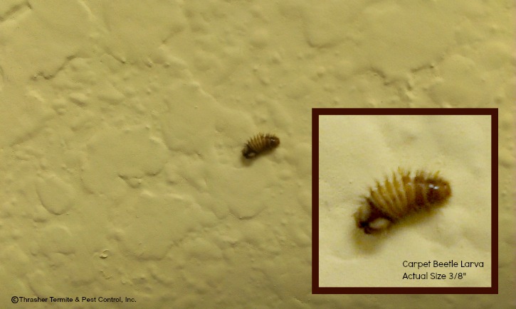 Detail Images Of Small Bugs Nomer 43