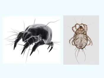 Detail Images Of Small Bugs Nomer 44