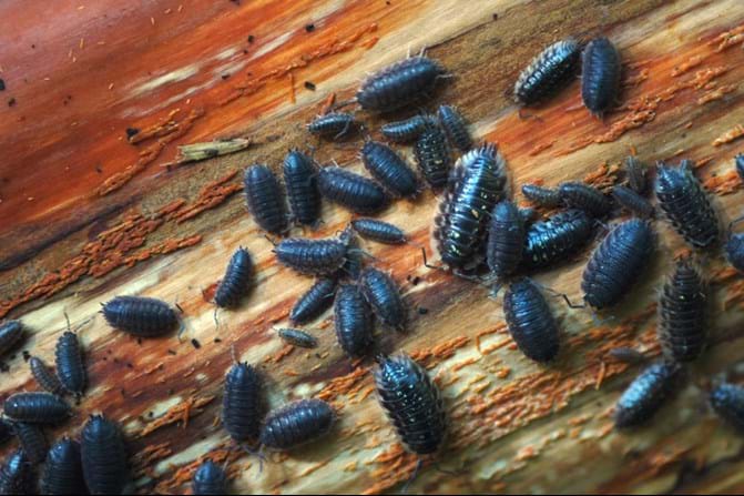 Detail Images Of Small Bugs Nomer 45