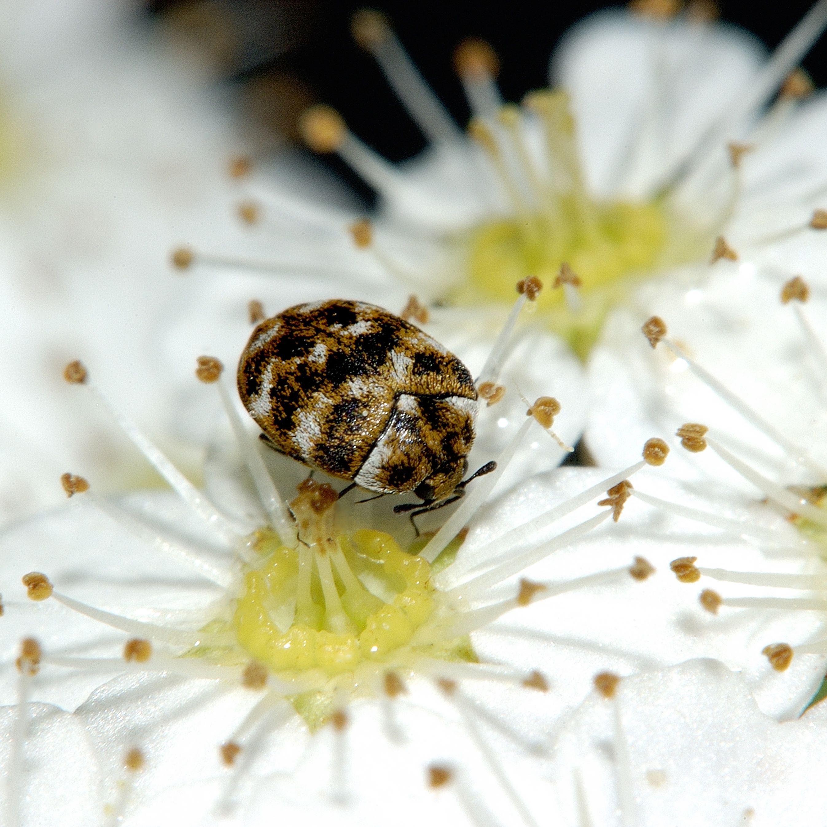 Detail Images Of Small Bugs Nomer 46