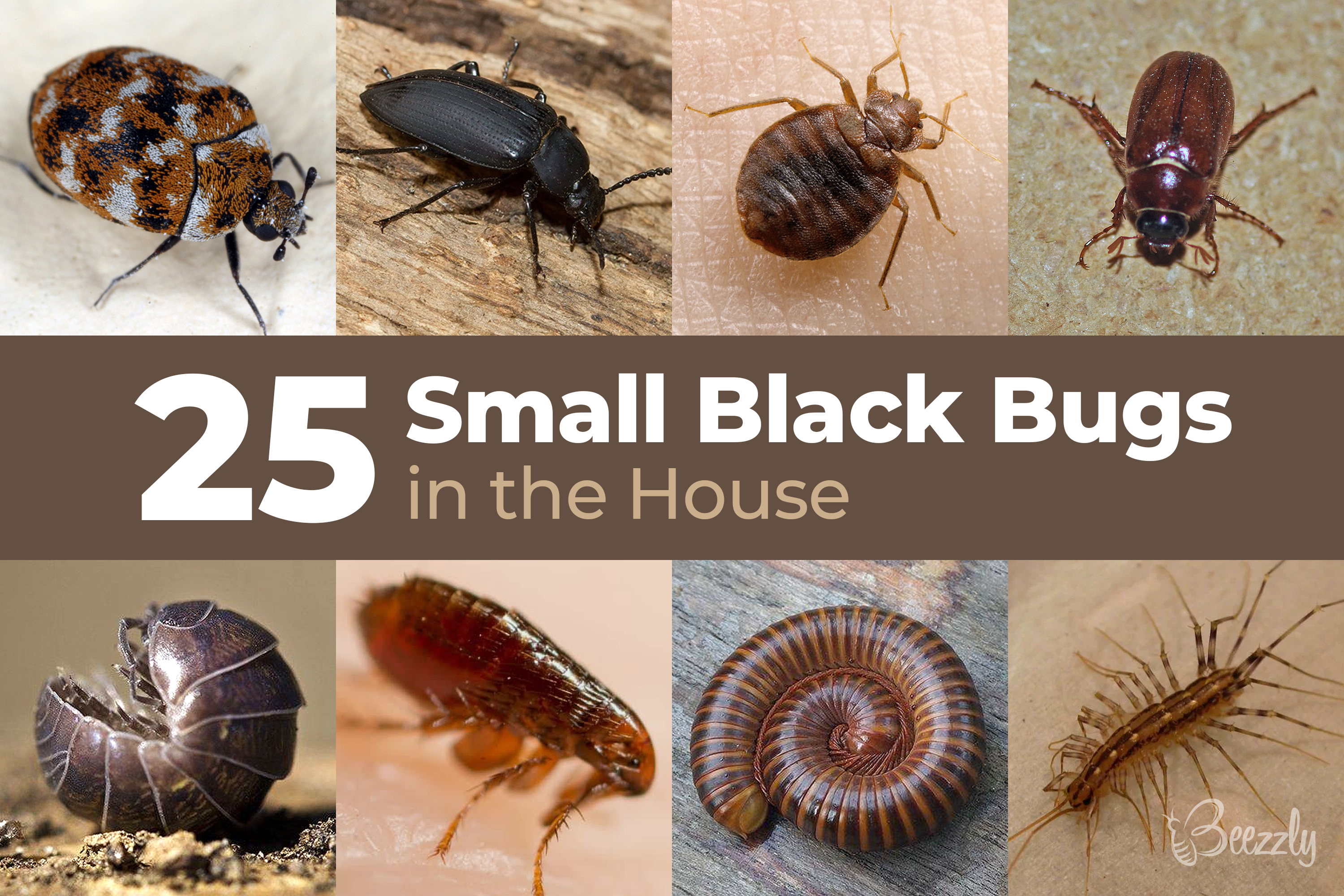 Detail Images Of Small Bugs Nomer 6