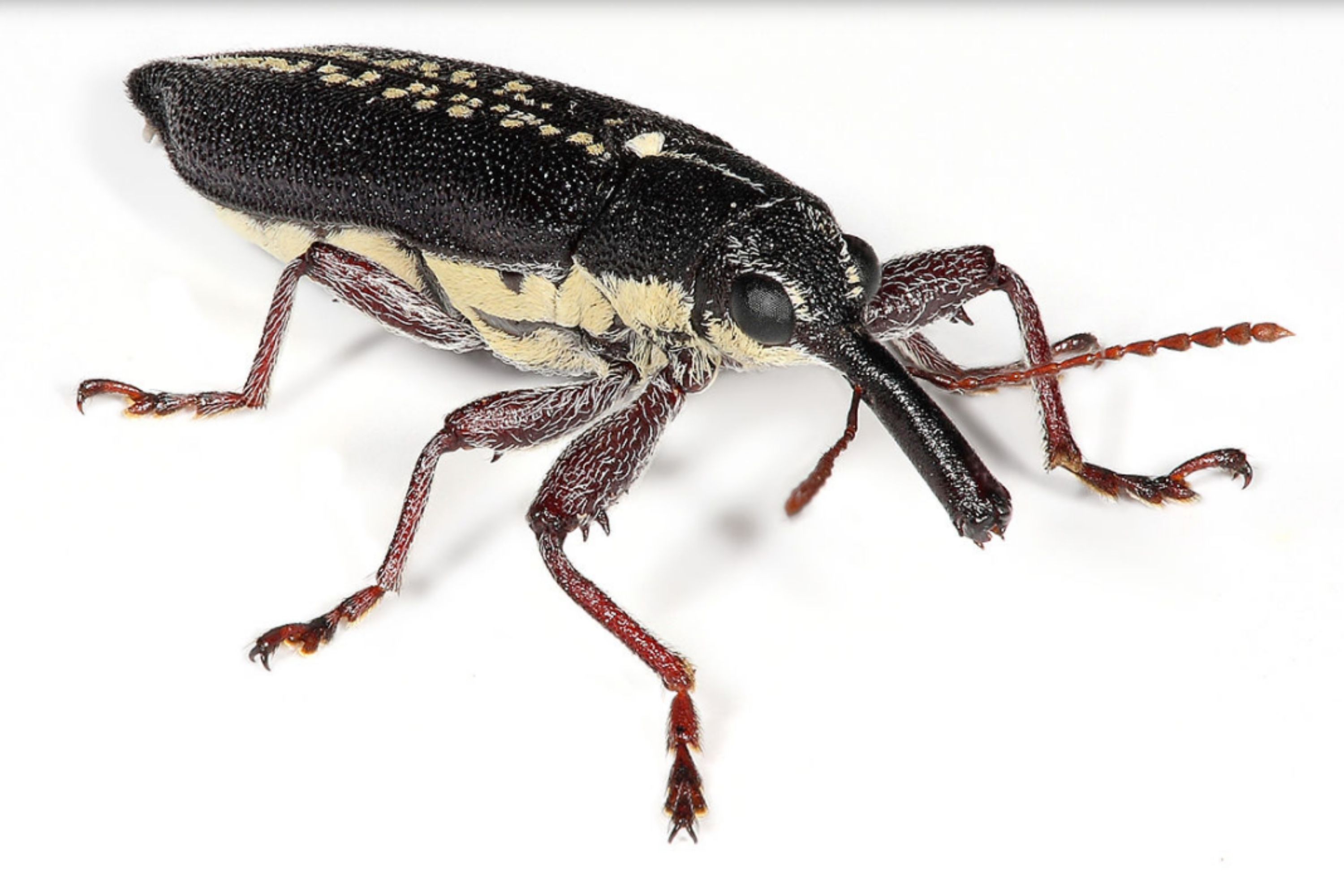 Detail Images Of Small Bugs Nomer 47