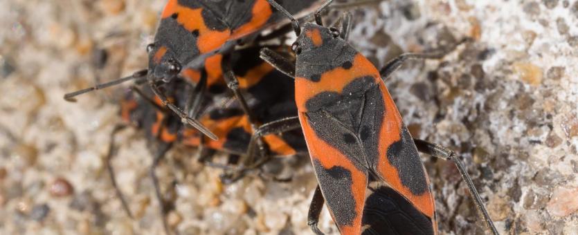 Detail Images Of Small Bugs Nomer 49