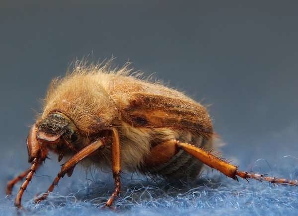 Detail Images Of Small Bugs Nomer 50