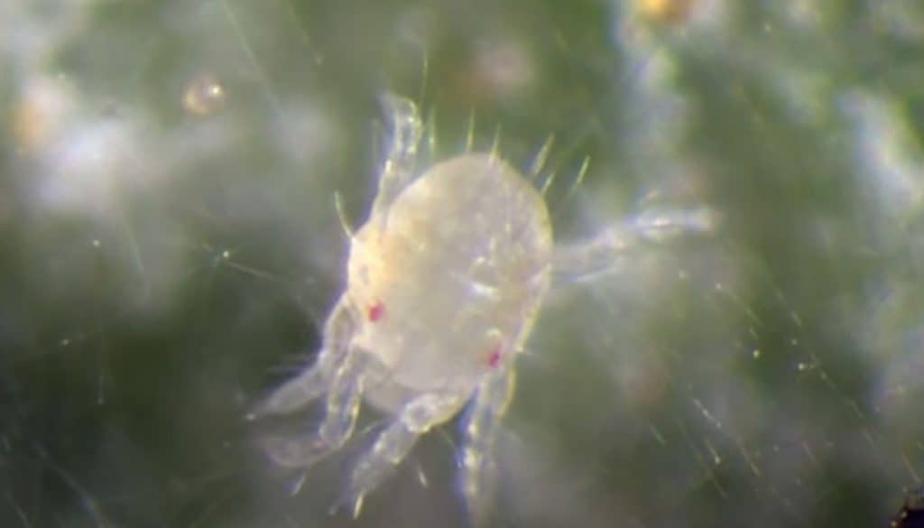 Detail Images Of Small Bugs Nomer 52