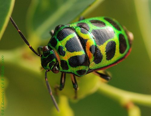Detail Images Of Small Bugs Nomer 54