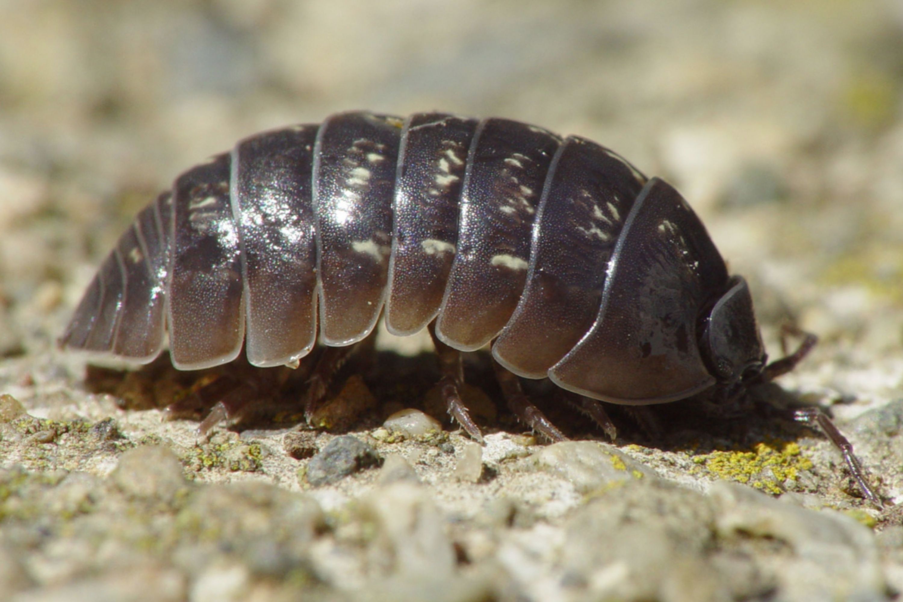 Detail Images Of Small Bugs Nomer 56