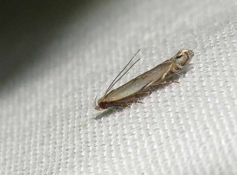 Detail Images Of Small Bugs Nomer 8