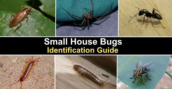 Detail Images Of Small Bugs Nomer 9