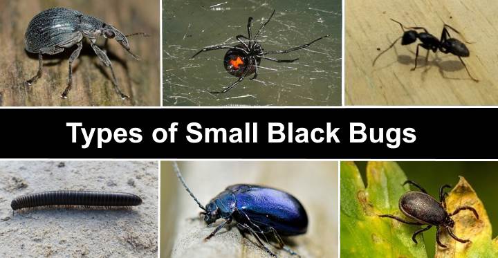 Detail Images Of Small Bugs Nomer 10
