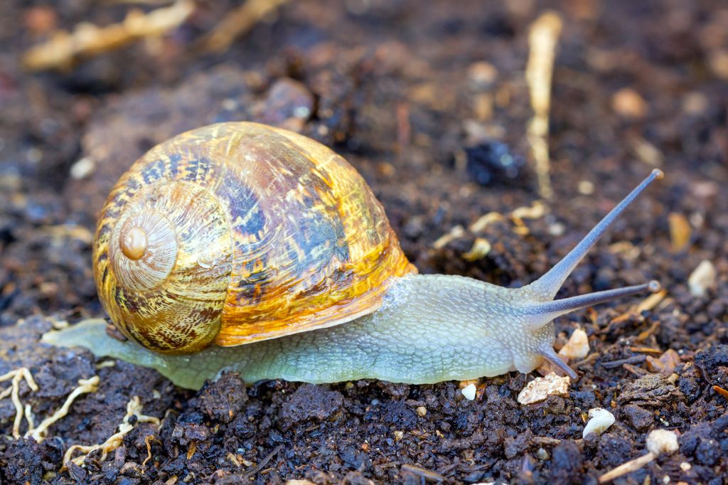 Detail Images Of Snails Nomer 19