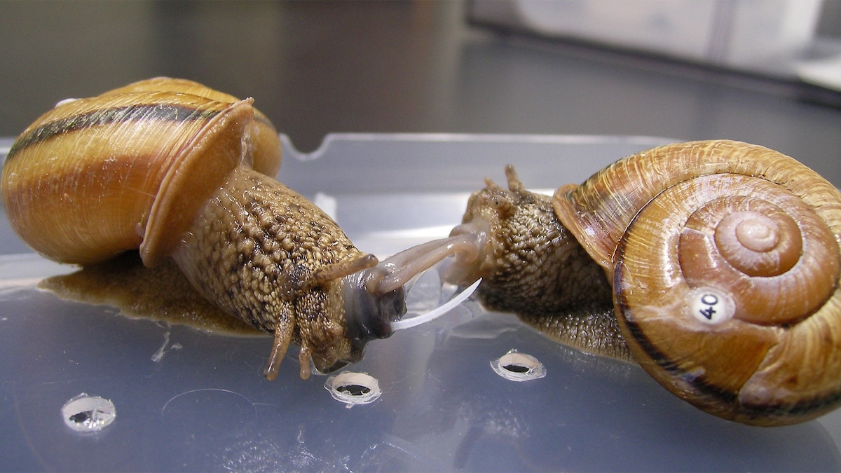 Detail Images Of Snails Nomer 27