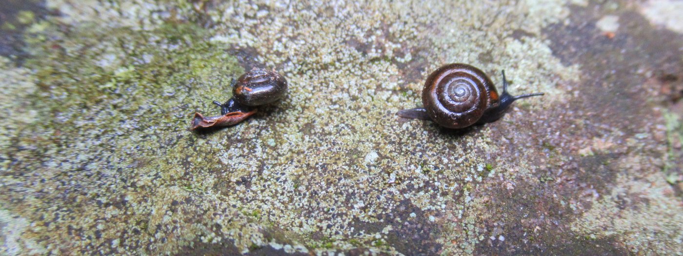 Detail Images Of Snails Nomer 35