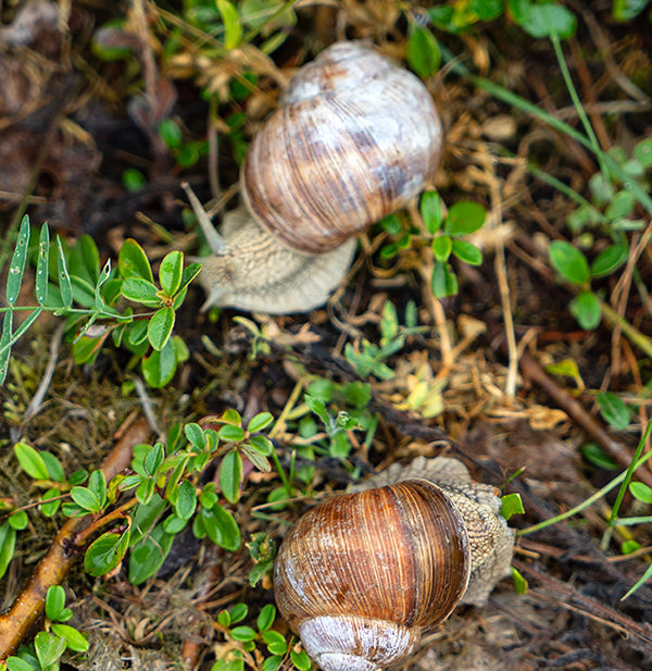 Detail Images Of Snails Nomer 37