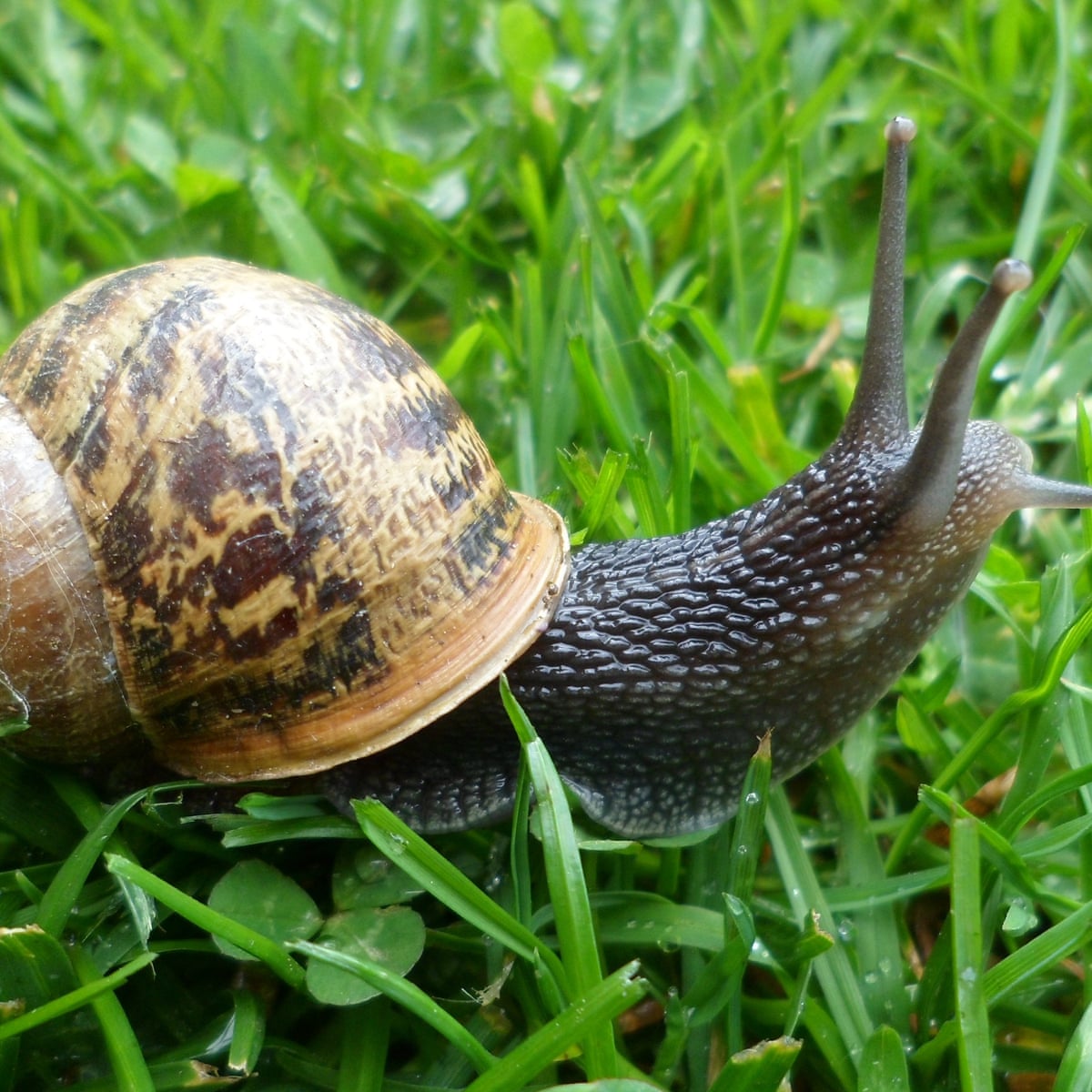 Detail Images Of Snails Nomer 5