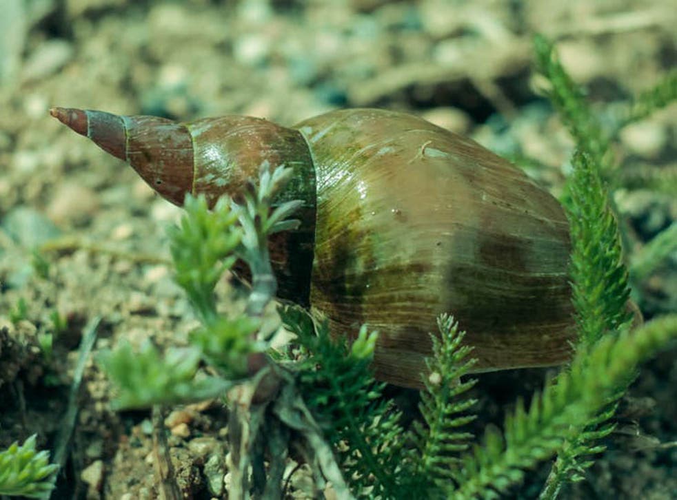 Detail Images Of Snails Nomer 47