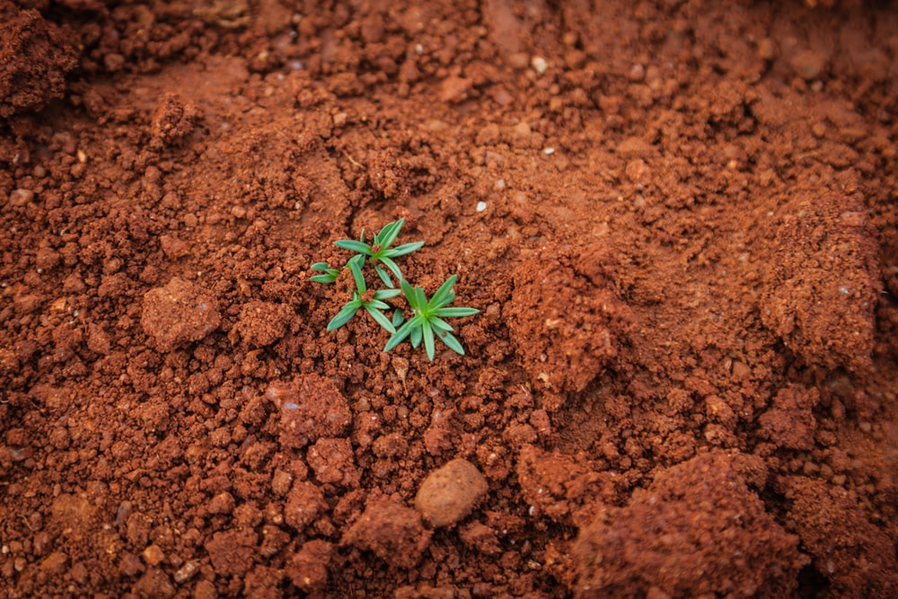 Detail Images Of Soil Nomer 21