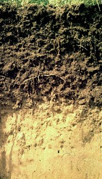 Detail Images Of Soil Nomer 52