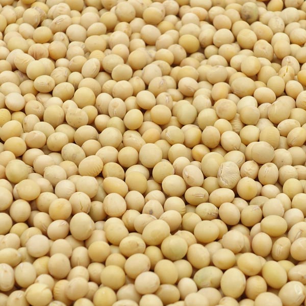 Detail Images Of Soybeans Nomer 11