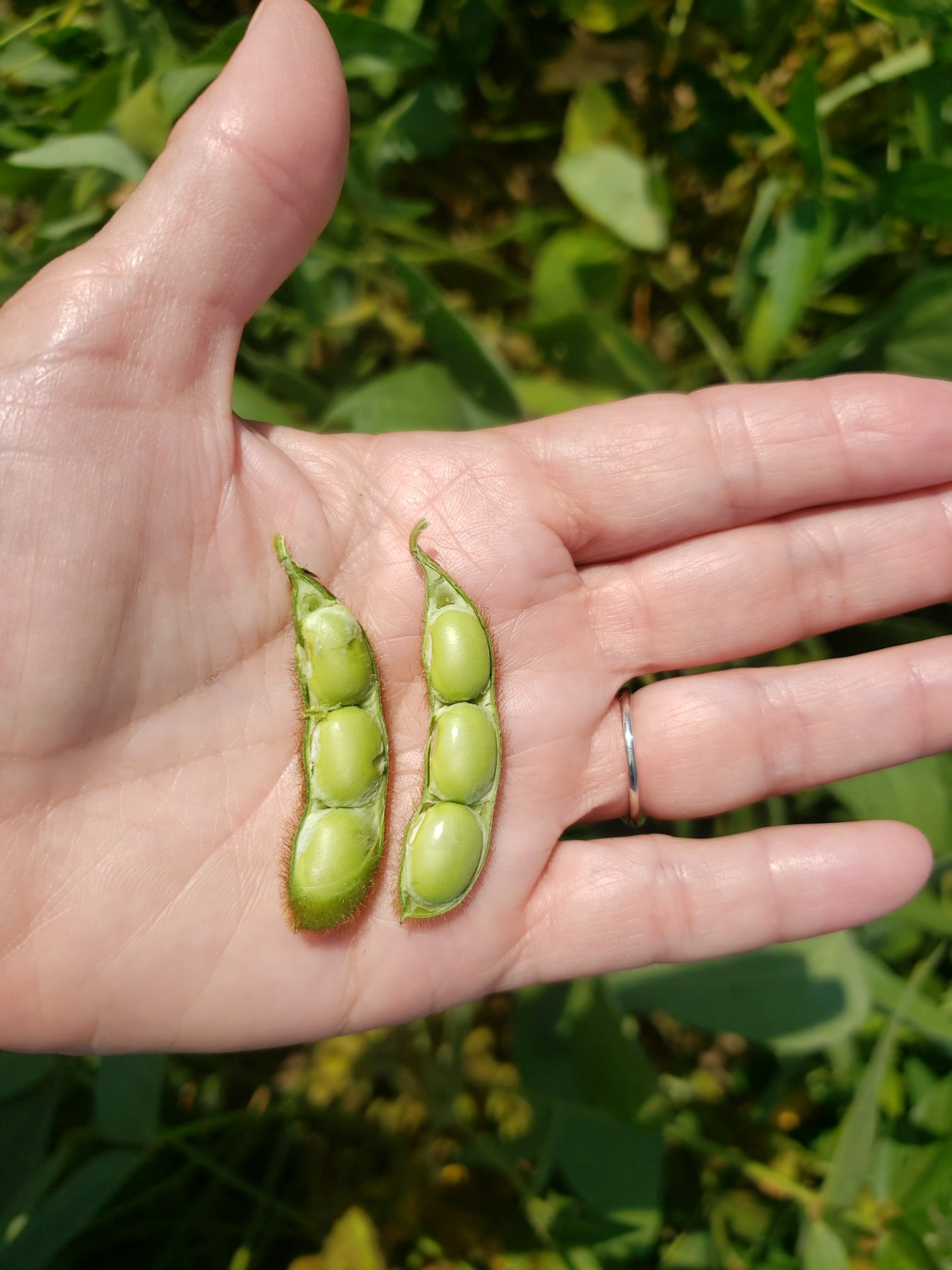 Detail Images Of Soybeans Nomer 22