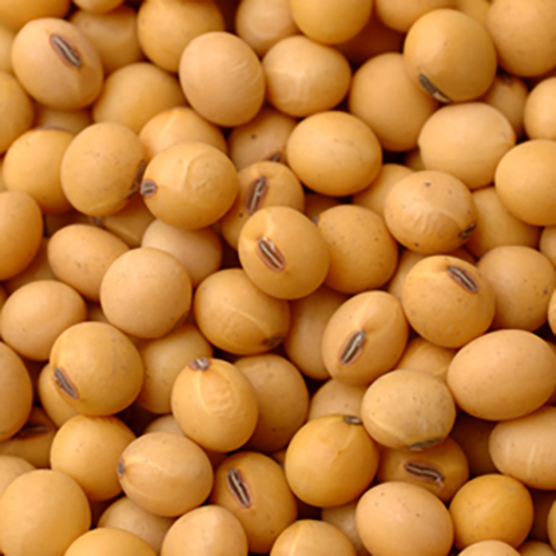 Detail Images Of Soybeans Nomer 26