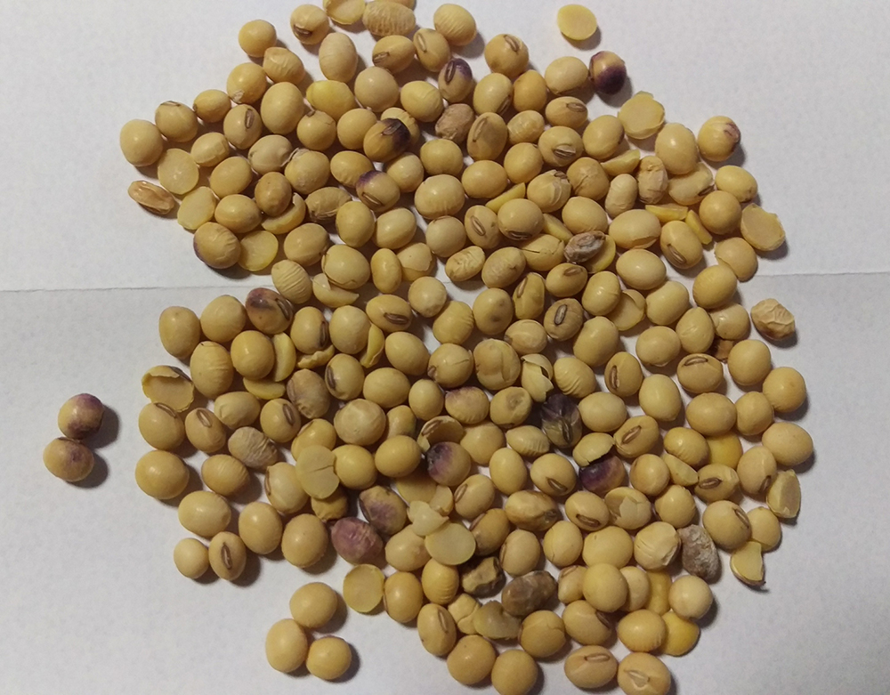 Detail Images Of Soybeans Nomer 33