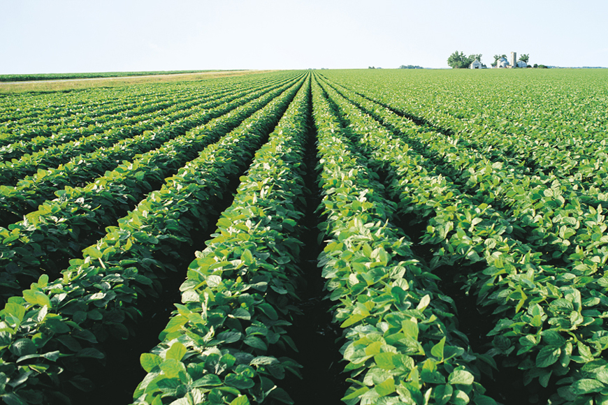 Detail Images Of Soybeans Nomer 37