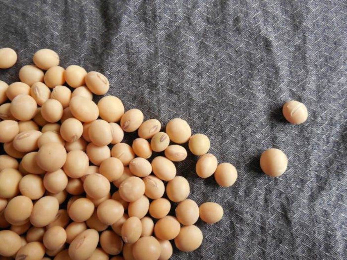 Detail Images Of Soybeans Nomer 44