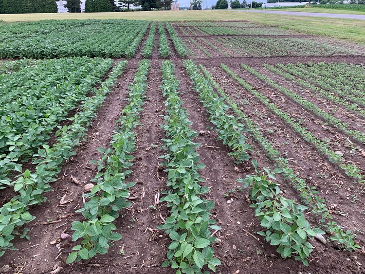 Detail Images Of Soybeans Nomer 46
