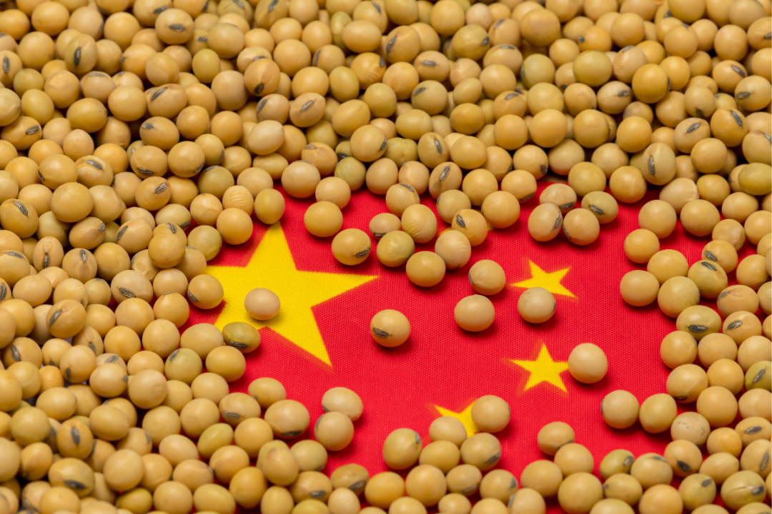 Detail Images Of Soybeans Nomer 50