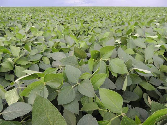 Detail Images Of Soybeans Nomer 52