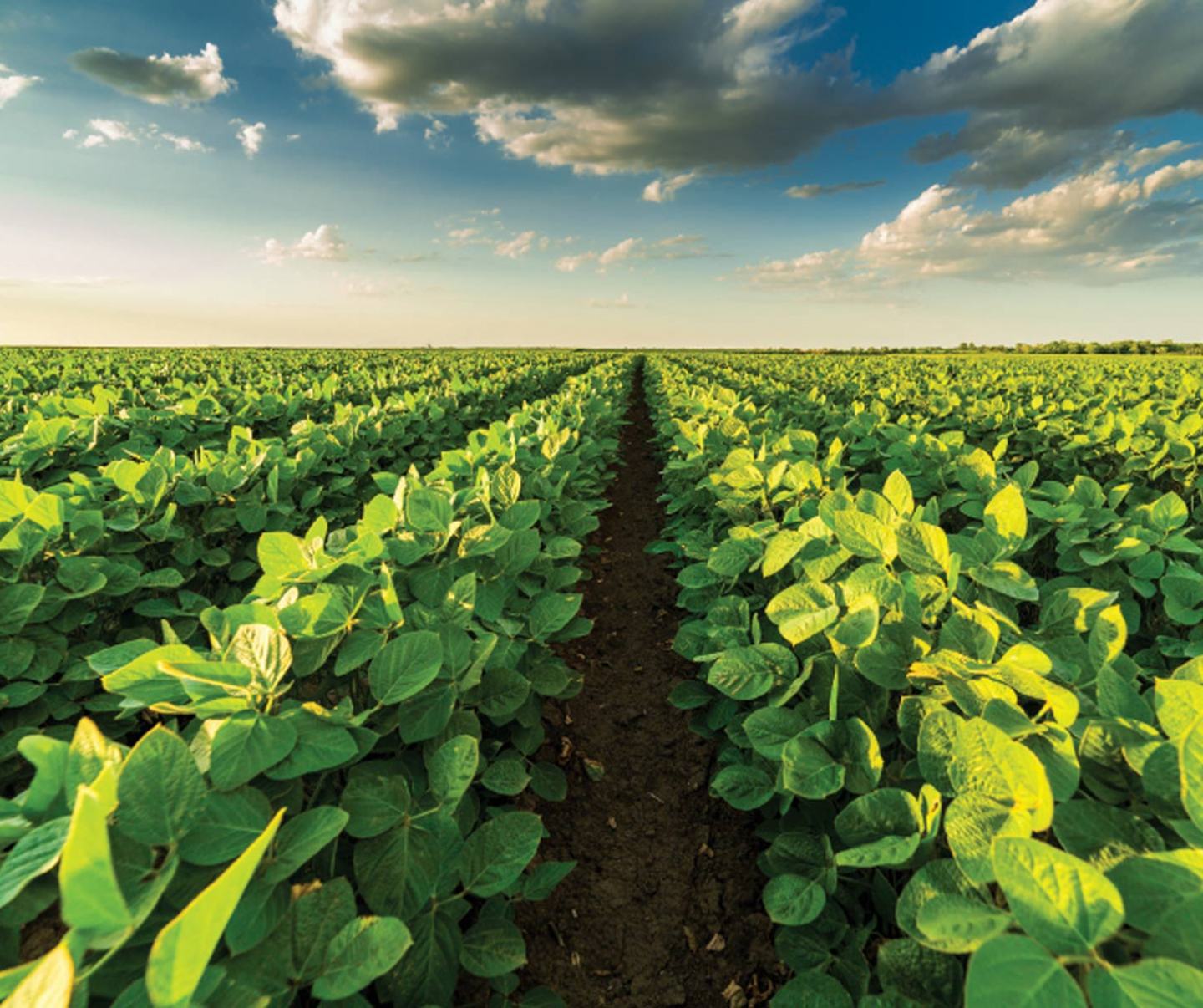 Detail Images Of Soybeans Nomer 55
