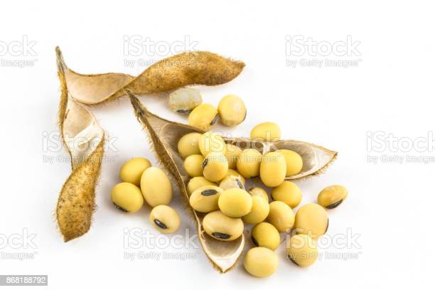 Detail Images Of Soybeans Nomer 57
