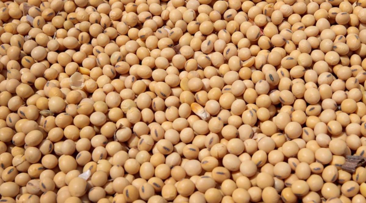 Detail Images Of Soybeans Nomer 7