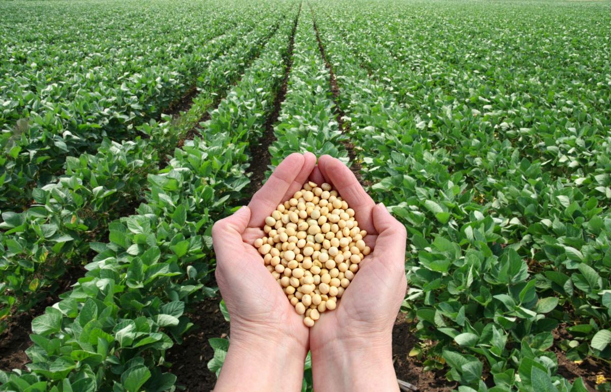 Detail Images Of Soybeans Nomer 8