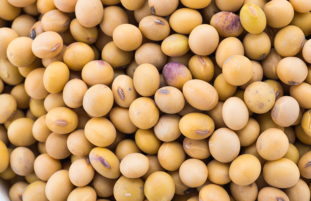 Detail Images Of Soybeans Nomer 10