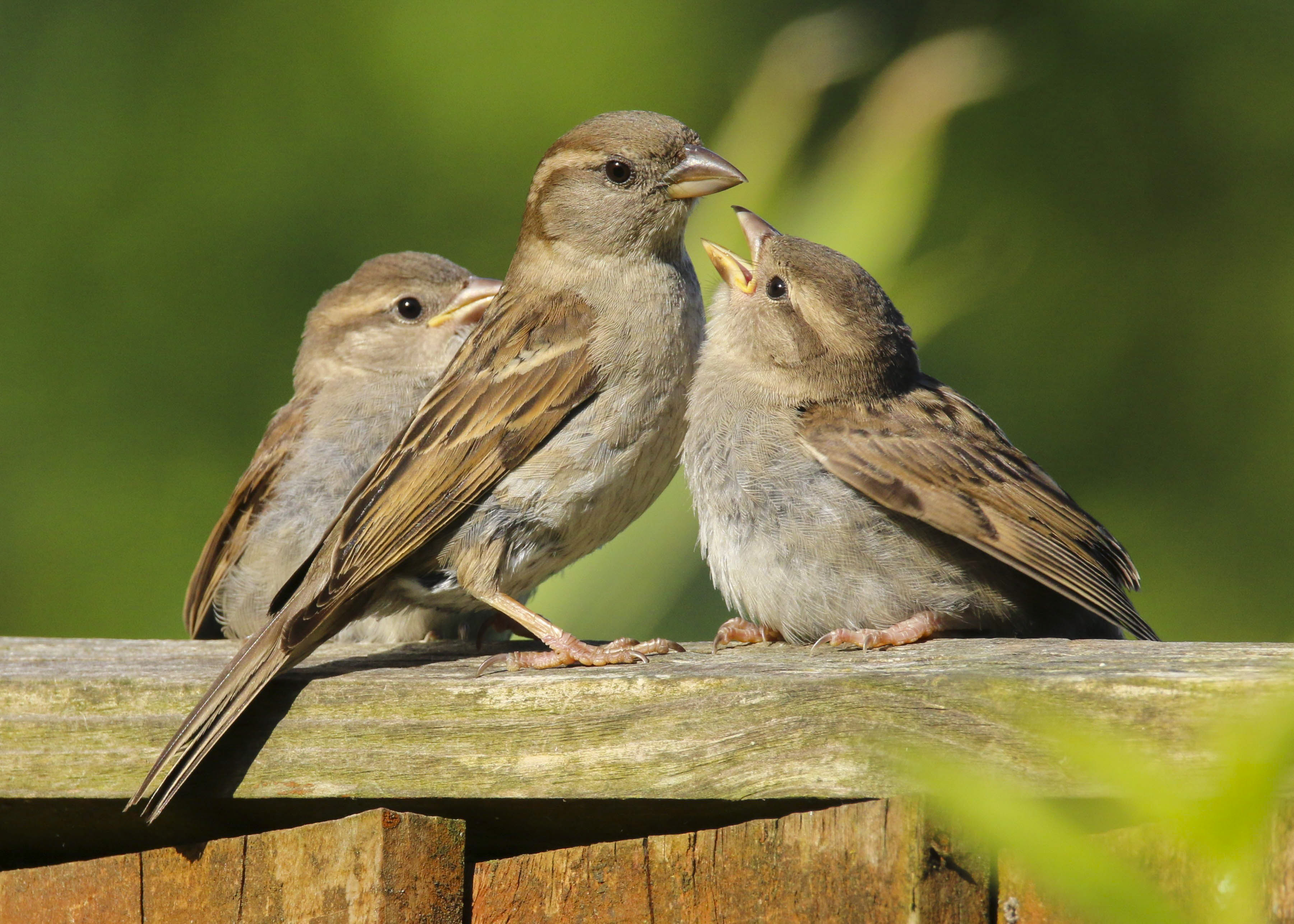 Detail Images Of Sparrows Nomer 37