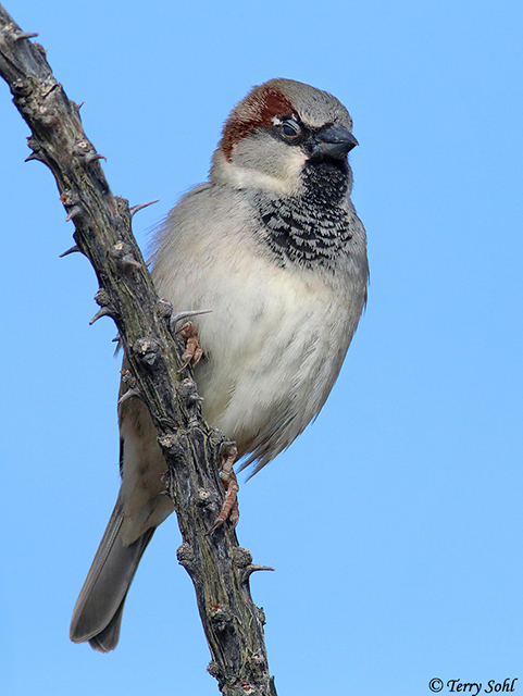 Detail Images Of Sparrows Nomer 38