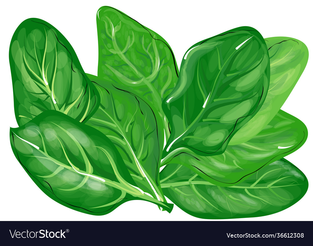 Detail Images Of Spinach Leaves Nomer 14