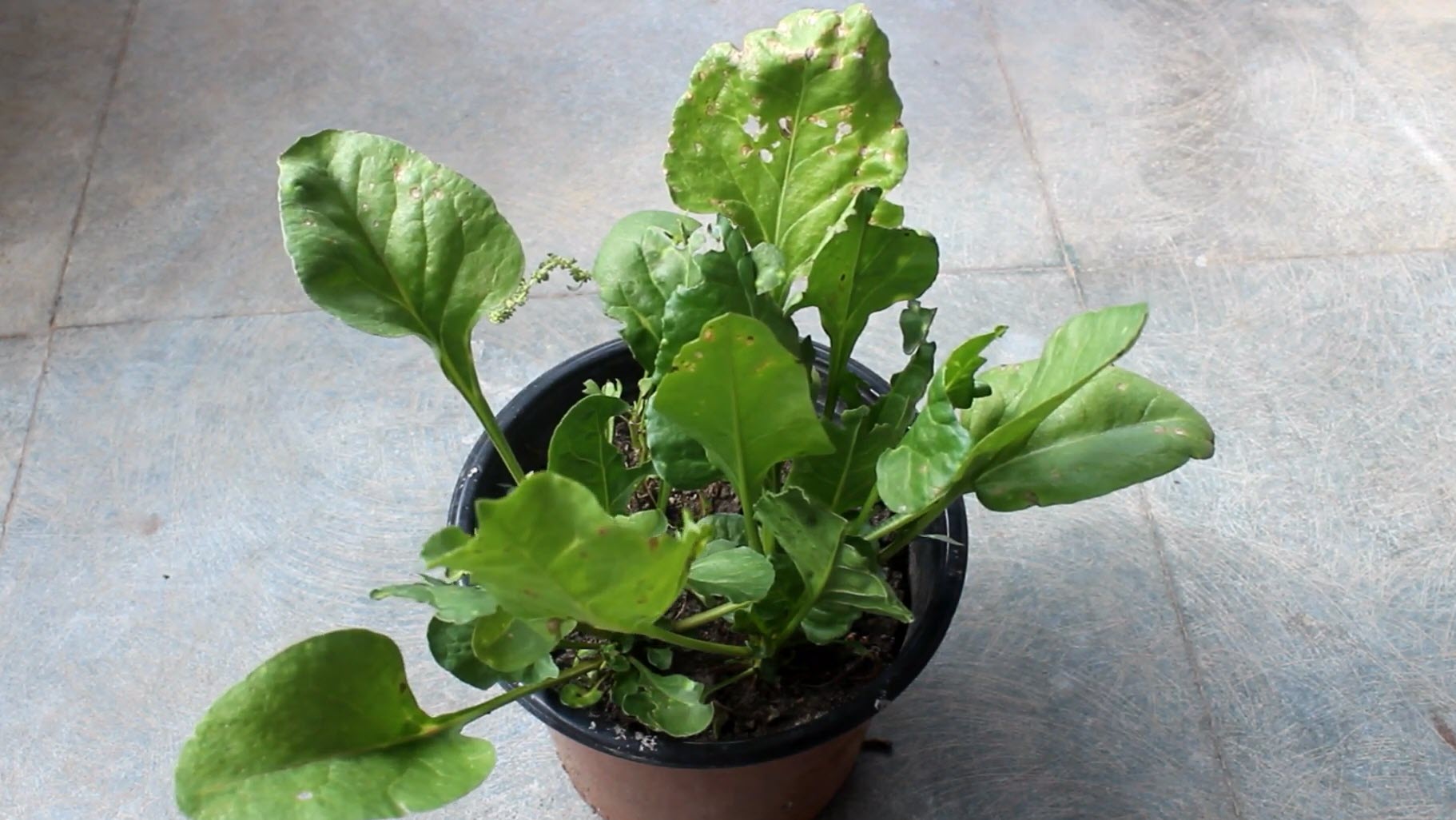 Detail Images Of Spinach Leaves Nomer 38