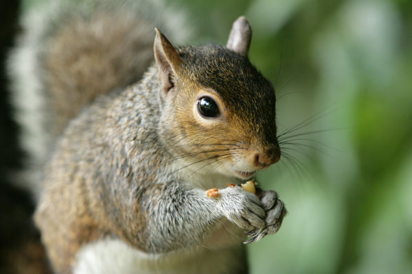 Detail Images Of Squirrels Nomer 32