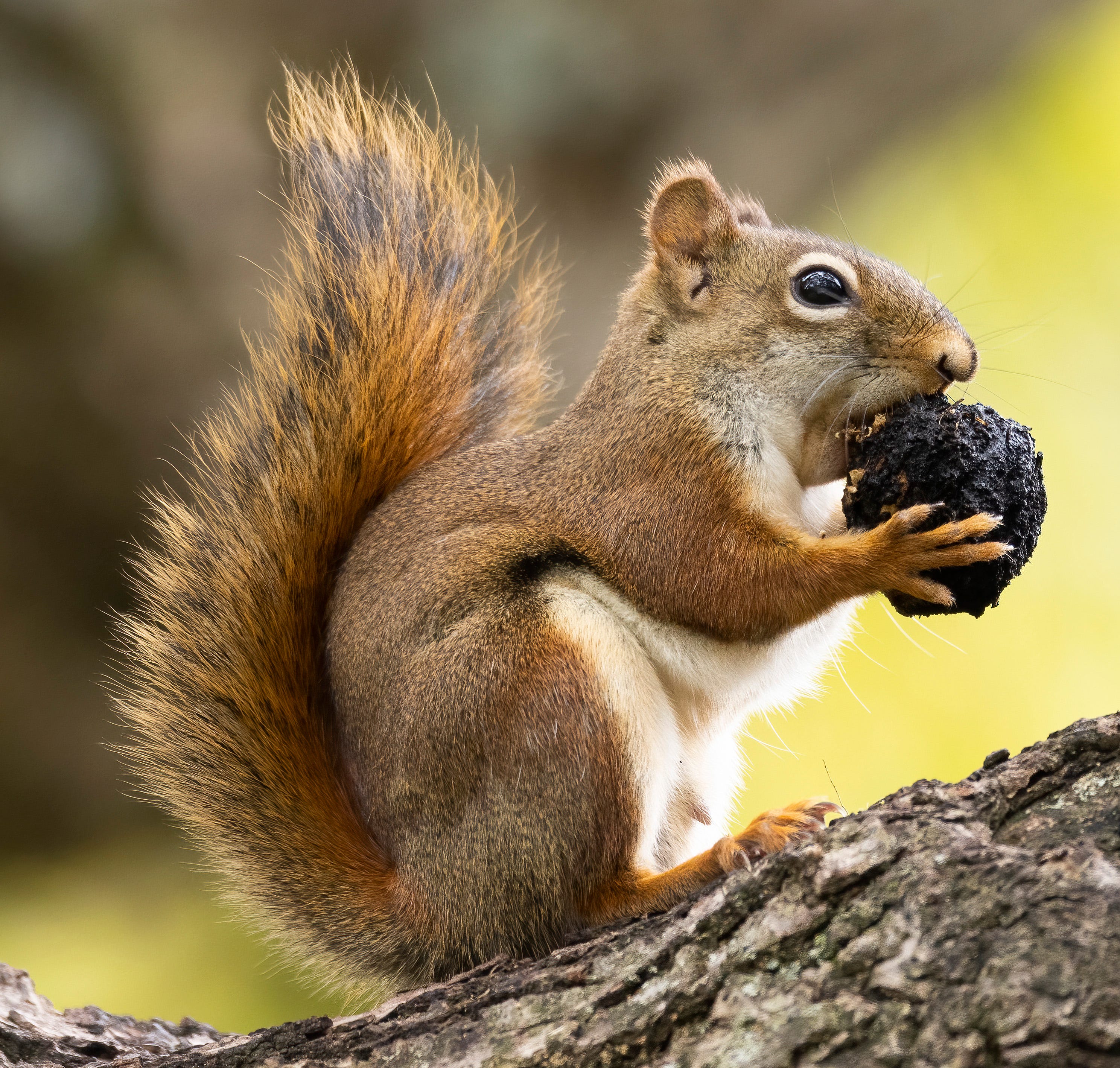 Detail Images Of Squirrels Nomer 5