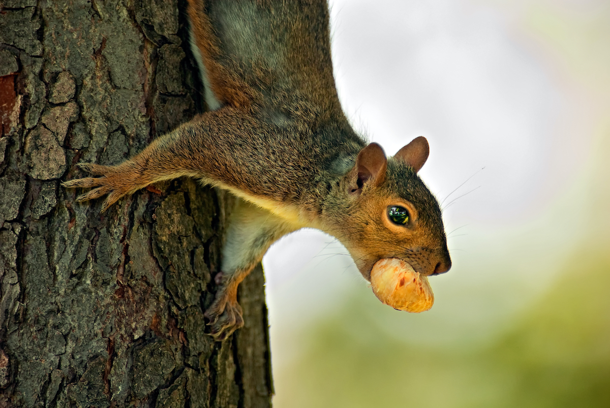 Detail Images Of Squirrels Nomer 9