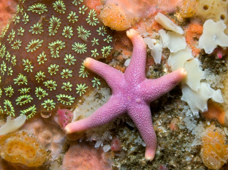 Detail Images Of Starfish Nomer 12