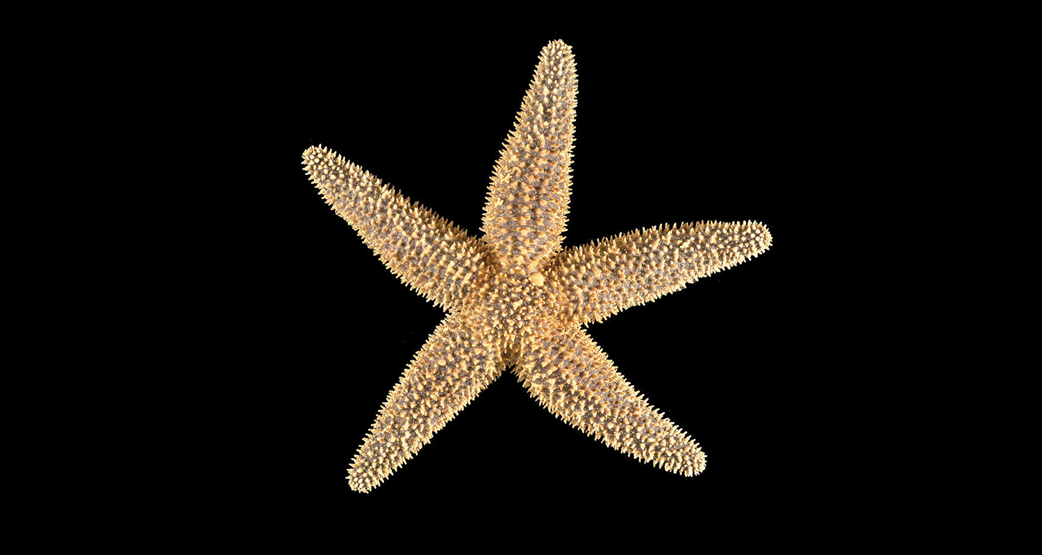 Detail Images Of Starfish Nomer 30